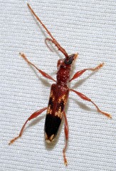 Coptocercus aberrans