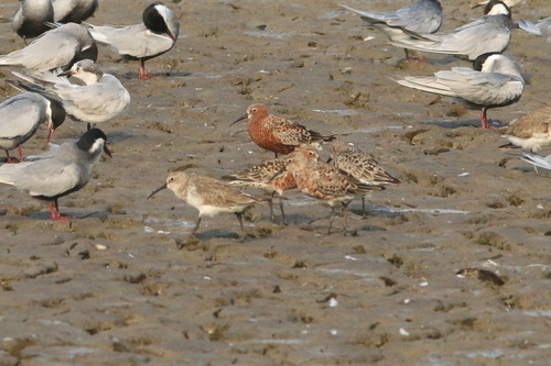 iNaturalist image