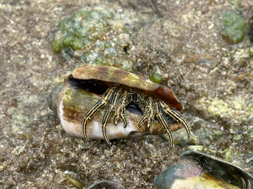 Clibanarius eurysternus observed 2026-05-31
