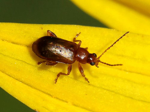 Luperaltica nigripalpis