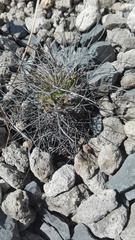 Mammillaria compressa