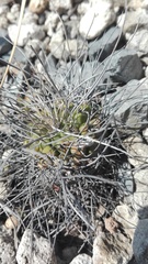 Mammillaria compressa