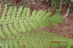 Microlepia