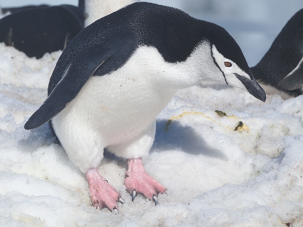 Chinstrap Penguin (Pygoscelis antarcticus) photo