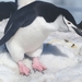 Chinstrap Penguin - Photo (c) Paddy Kemner, some rights reserved (CC BY-NC), uploaded by Paddy Kemner