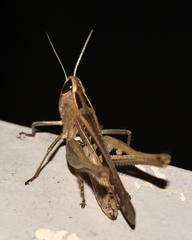 Eyprepocnemidinae