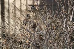 Passer domesticus