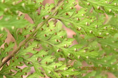 Microlepia