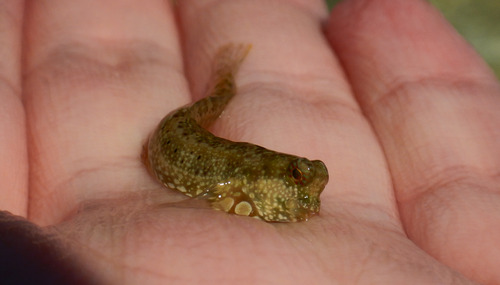 Salarias guttatus observed 2026-05-30