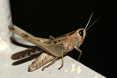 Eyprepocnemidinae