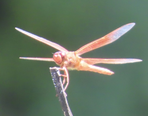 Flame Skimmer