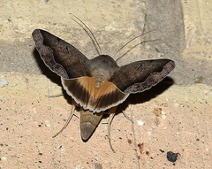 Ophiusa dianaris
