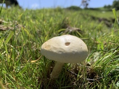 Agrocybe molesta