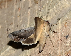 Ophiusa dianaris