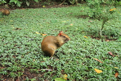 Dasyprocta variegata