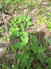 Desmodium rotundifolium