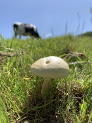 Agrocybe molesta