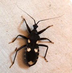 Acanthaspis obscura