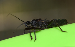 Acanthaspis obscura