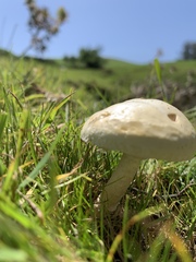 Agrocybe molesta