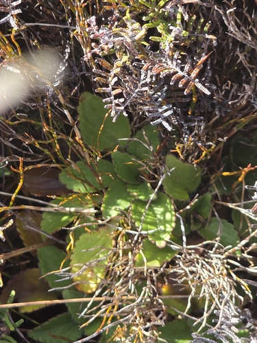 Ourisia vulcanica, photograph 5