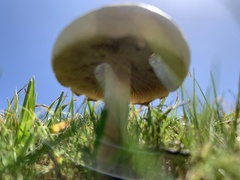 Agrocybe molesta