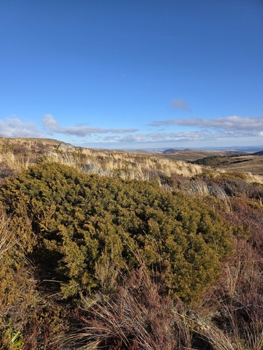 Halocarpus bidwillii, photograph 2