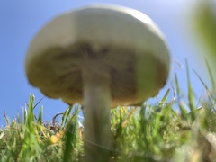 Agrocybe molesta