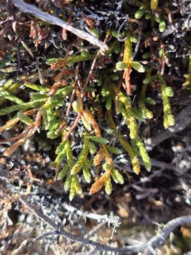 Kelleria dieffenbachii, photograph 4