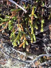 Kelleria dieffenbachii, photograph author not stated, no rights reserved