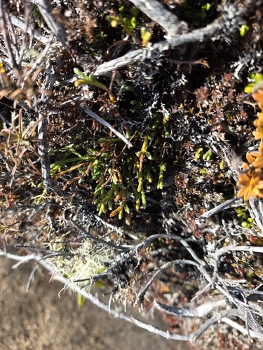 Kelleria dieffenbachii, photograph 6
