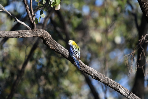 Pale-headed Rosella