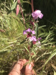 Clarkia exilis