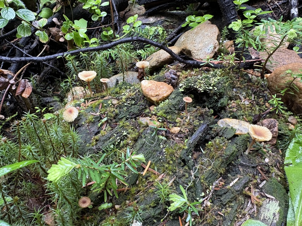 Lichen Agaric · May 2026 · photo: Photo: (c) sylbobaggins, some rights reserved (CC BY) · iNaturalist