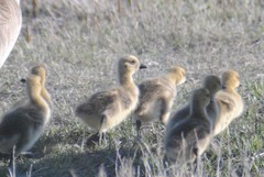 Branta canadensis moffitti