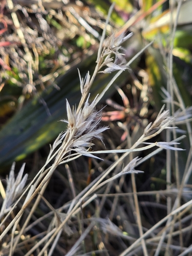Carpha alpina observed 2026-05-30