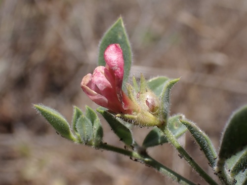 iNaturalist observation photo of chaparral lotus
