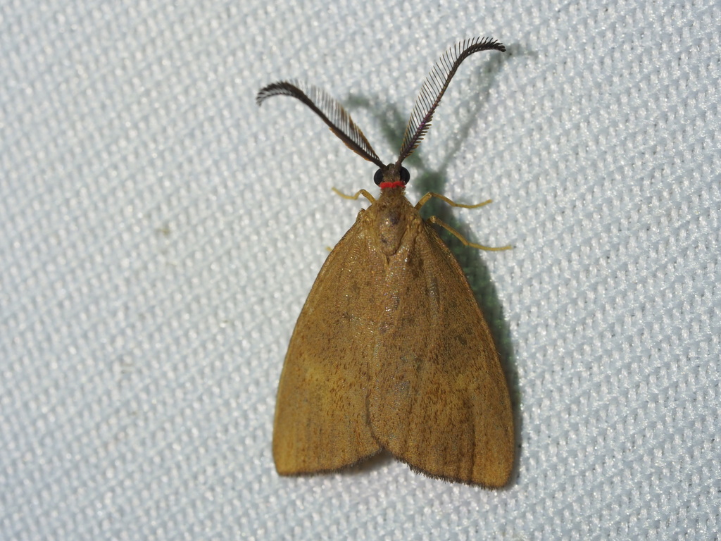 Arbudas submacula