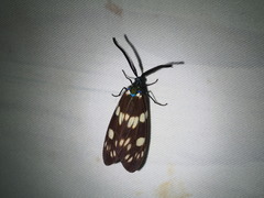 Eterusia aedea formosana