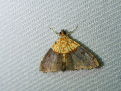 Agrotera basinotata
