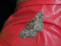 Myrioblephara