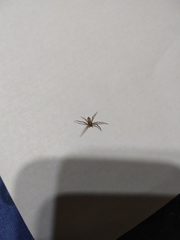 Philodromidae