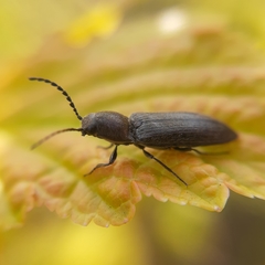 Cidnopus aeruginosus