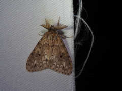 Lymantria grisea