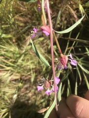 Clarkia exilis