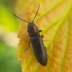 Cidnopus aeruginosus