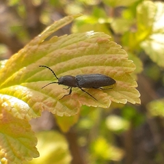 Cidnopus aeruginosus