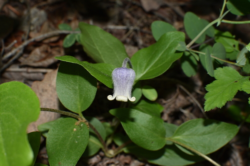 Clematis albicoma