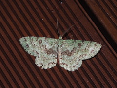 Ophthalmitis herbidaria