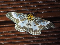 Pogonopygia nigralbata